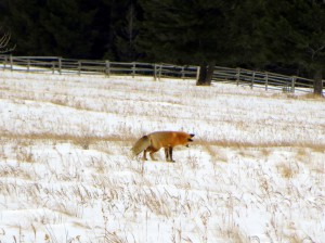Red Fox Hunting Prey