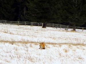 Red Fox Eating It's Catch