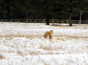 Red Fox in Montana
