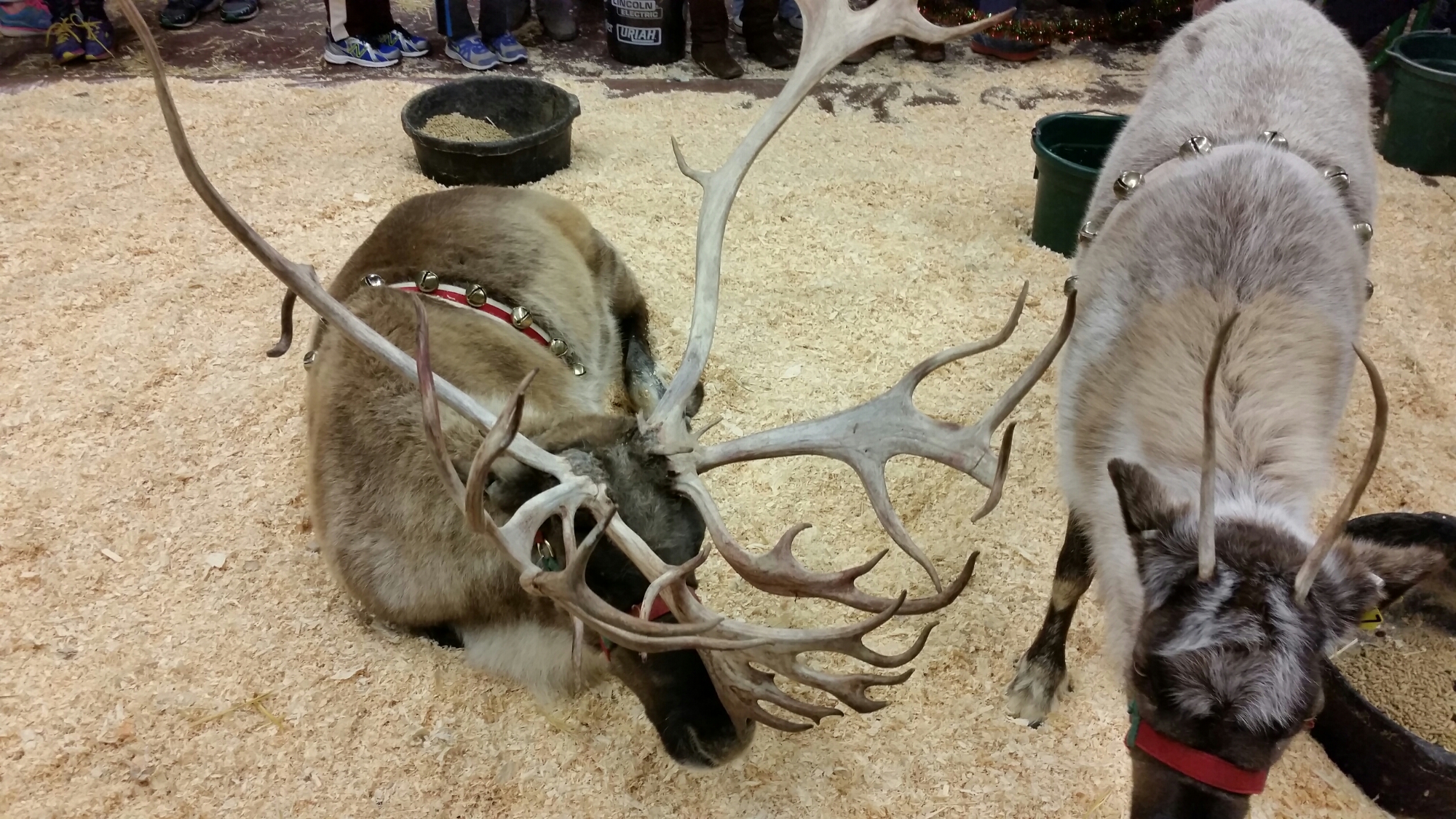 Reindeer Today
