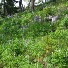 Lupines Are Blooming
