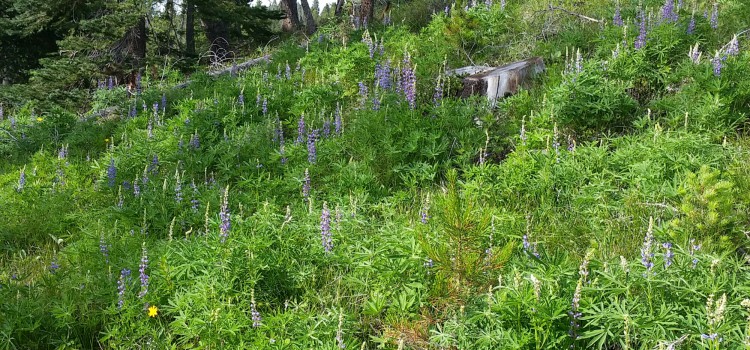 Lupines Are Blooming