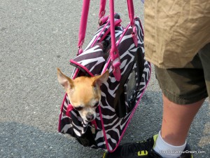 dog friendly Max checking it out