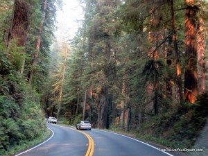 drive through redwoods